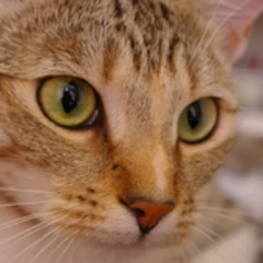 A photograph of a cat, which Auto settings reads as a photo